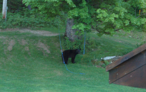 Small Black Bear